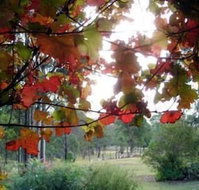 Elfin Hill Country Accommodation - Hotel Gold Coast