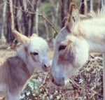 Donkey Tales Farm Cottages - Hotel Gold Coast