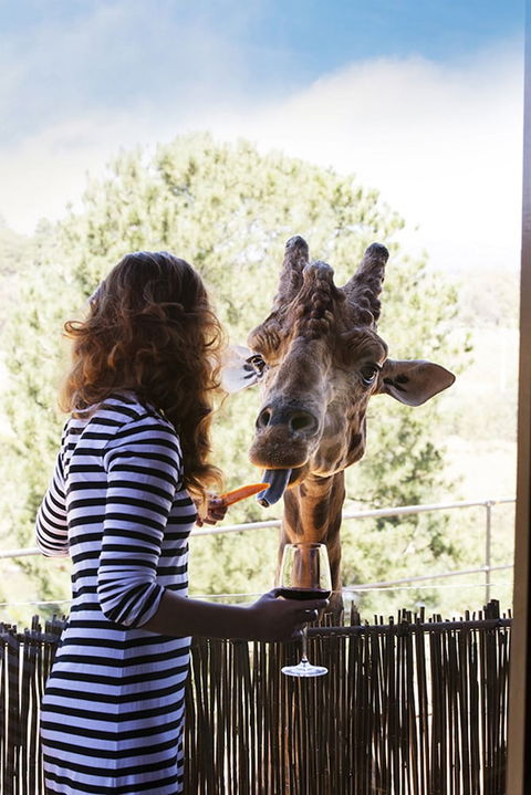 Jamala Wildlife Lodge - Hotel Gold Coast 1