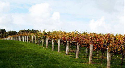 Arimia Restaurant And Winery - Hotel Gold Coast 10