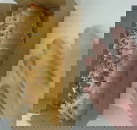 Frank  Beanz - Hotel Gold Coast