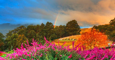 Hartzview Vineyard - Hotel Gold Coast 2
