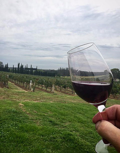 Lake's Folly Vineyard - Hotel Gold Coast 2