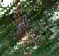 Wild Life Hamilton Island - Hotel Gold Coast