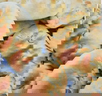 Nasreen's Rockdale Pizza - Hotel Gold Coast