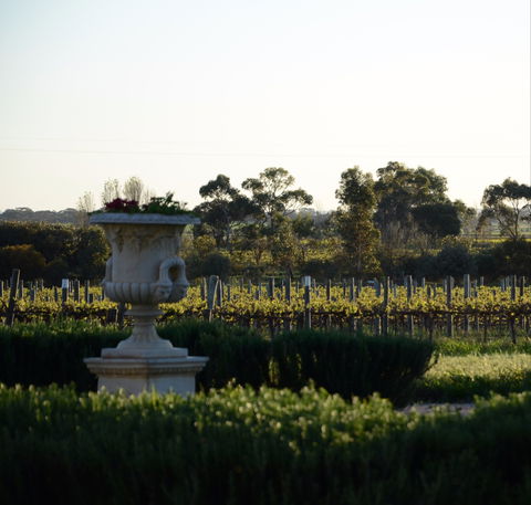 Angas Plains Wines Cellar Door - Hotel Gold Coast 1