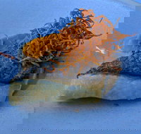 Le Sands Restaurant - Hotel Gold Coast