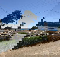 Penguin  Pardalote Coffee House - Hotel Gold Coast