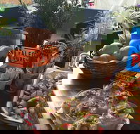 Island fruit Barn - Hotel Gold Coast