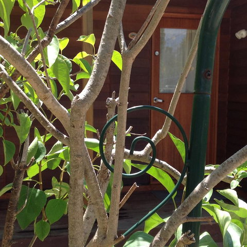 The Cook Cottage - Hotel Gold Coast 10