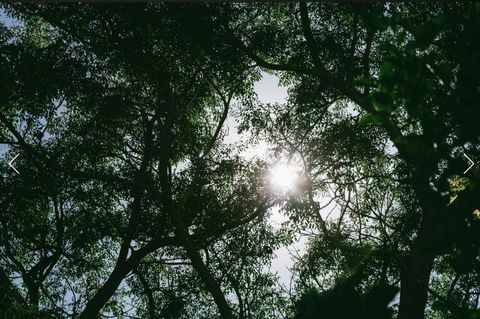 A Rose By The Park - Hotel Gold Coast 13