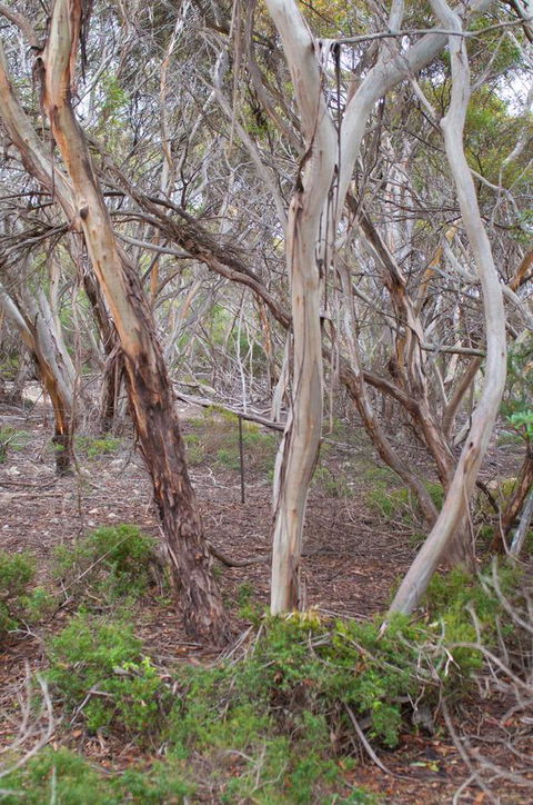 Kestrel Downs - Hotel Gold Coast 19