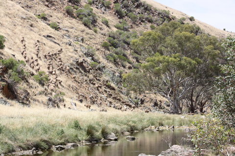 Rabbiters Hut - Hotel Gold Coast 29