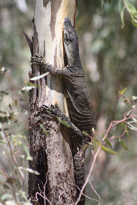 Rabbiters Hut - Hotel Gold Coast 30