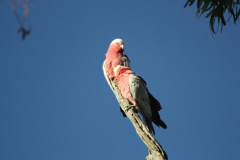 Rabbiters Hut - Hotel Gold Coast 27