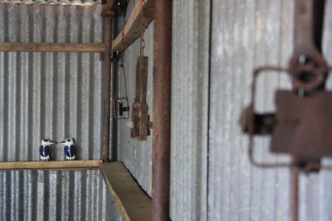 Rabbiters Hut - Hotel Gold Coast 11