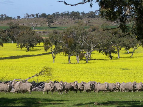 Rabbiters Hut - Hotel Gold Coast 16