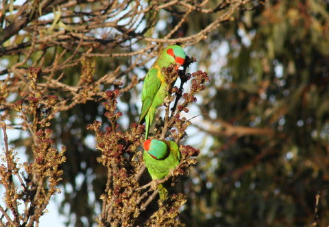 Rabbiters Hut - Hotel Gold Coast 32