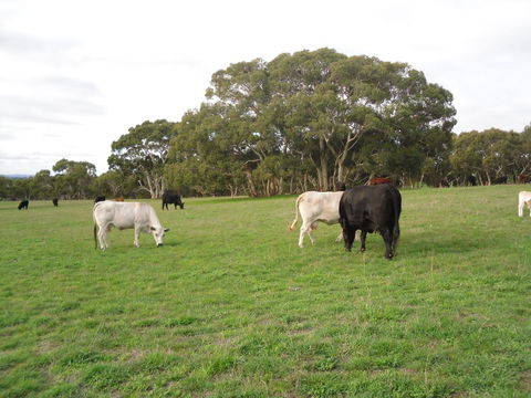 Wenton Farm Holiday Cottages - Hotel Gold Coast 17