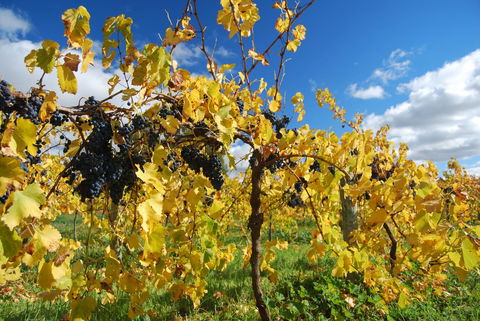 Novotel Barossa Valley Resort - Hotel Gold Coast 10