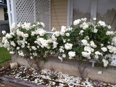 Railway Cottage In Beachport - Hotel Gold Coast 12