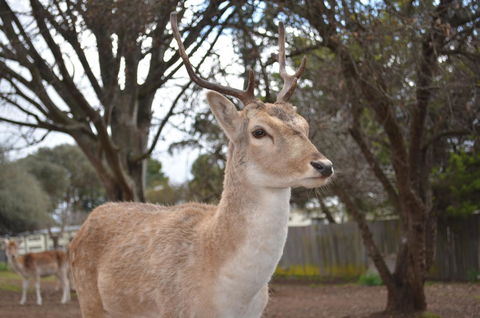 Deer Park Motor Inn Armidale - Hotel Gold Coast 22