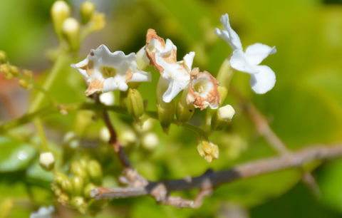 Augusta Courtyard Motel - Hotel Gold Coast 11