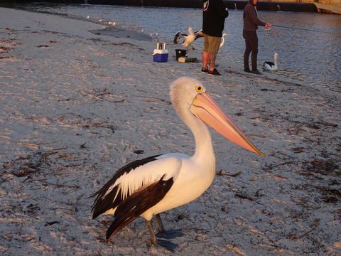 Aurora Holiday Apartment @West Beach - Hotel Gold Coast 11