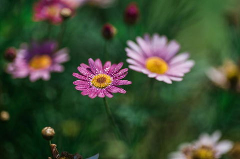 The Floating Forest - Hotel Gold Coast 29