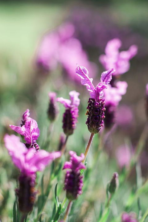 The Floating Forest - Hotel Gold Coast 31