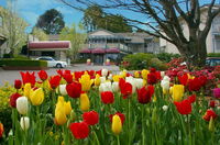Book Leura Accommodation Vacations Hotel Gold Coast Hotel Gold Coast