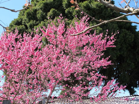 Apple Tree Cottage - Hotel Gold Coast 31