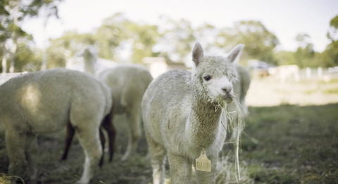 The Woods Farm Jervis Bay - Hotel Gold Coast 12