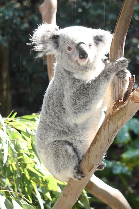 Ambience - Hotel Gold Coast 27