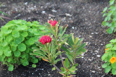 Red Waratah - Hotel Gold Coast 12