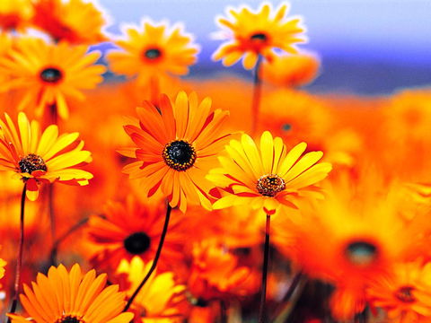 Beaches Serviced Apartments - Hotel Gold Coast 31