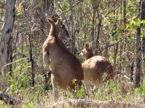 Mount Bundy Station - Hotel Gold Coast 40