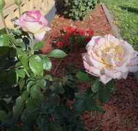 Central Tranquility - Hotel Gold Coast
