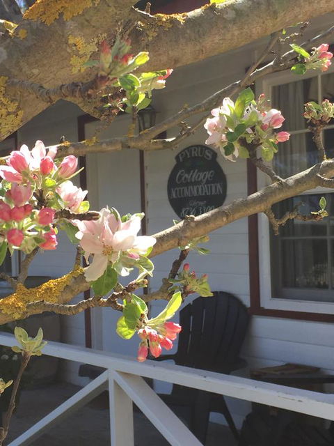 Coonawarra's Pyrus Cottage - Hotel Gold Coast 3