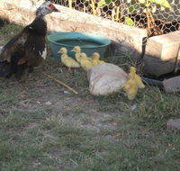 Corella Creek Country Farm Stay - Hotel Gold Coast