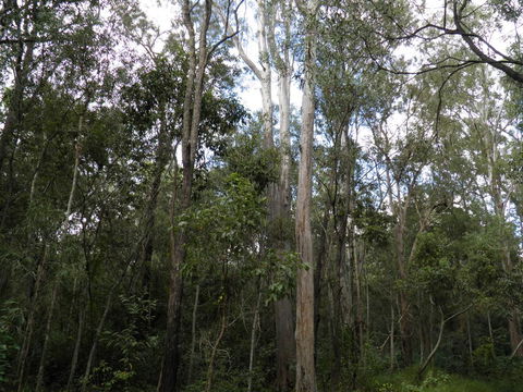Coucals Cottage - Hotel Gold Coast 3