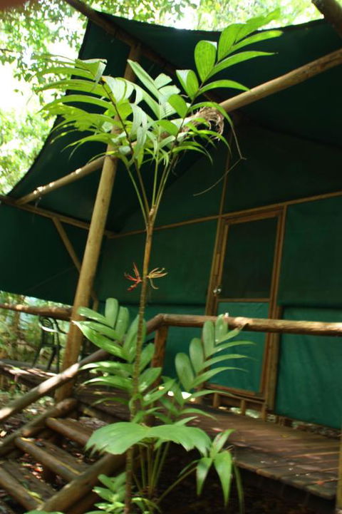 Daintree Crocodylus - Hotel Gold Coast 3