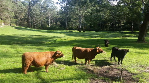 Dingley Dell - Hotel Gold Coast 0