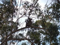 Book Haden Accommodation Vacations Hotel Gold Coast Hotel Gold Coast