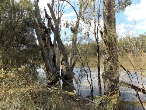 Euston Club Motel - Hotel Gold Coast 3