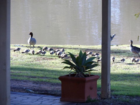 Euston Club Motel - Hotel Gold Coast 1
