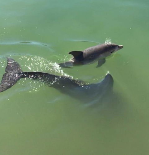 Mandurah Dolphin Escape - Hotel Gold Coast 3