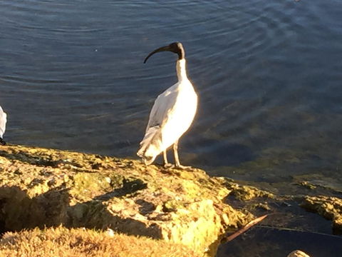 Lakeside Views - Hotel Gold Coast 16