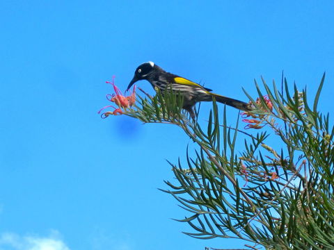 Bridgetown Valley Lodge - Hotel Gold Coast 42