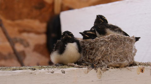 Daisy Cottage - Hotel Gold Coast 27